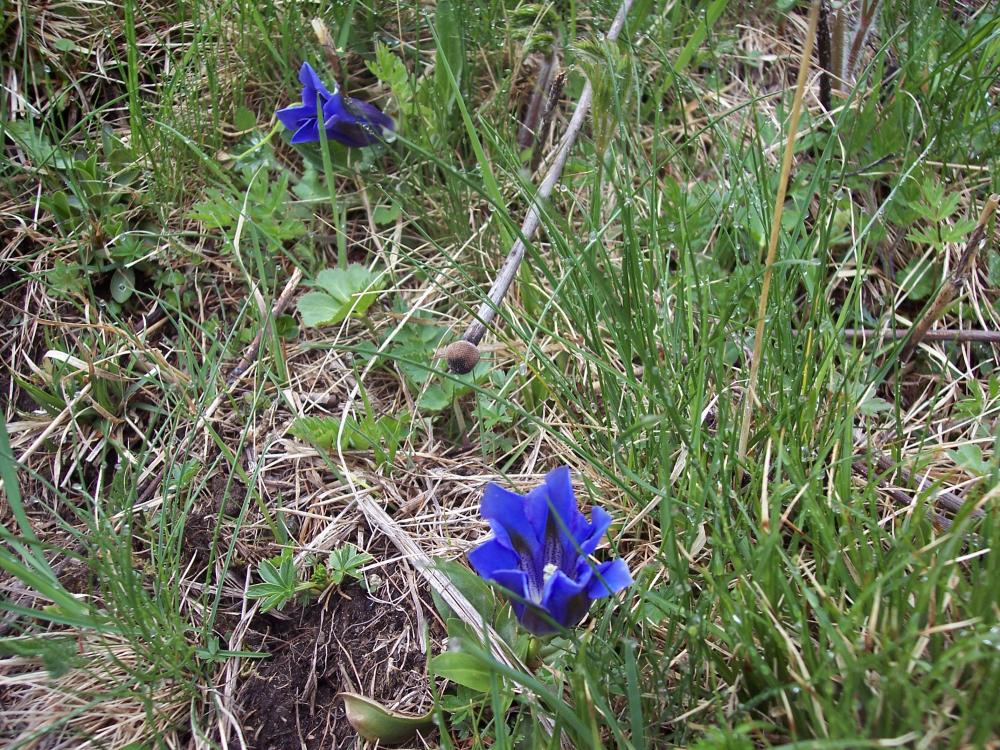Parco del Gigante 6 Gentiana kochiana